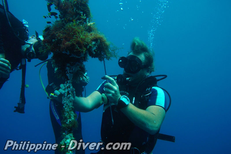 Diving in Dumaguete - Philippines