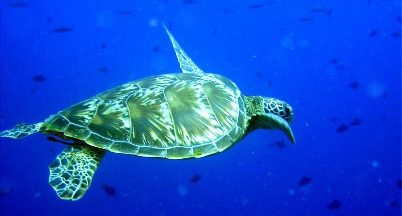 apo-island-turtle