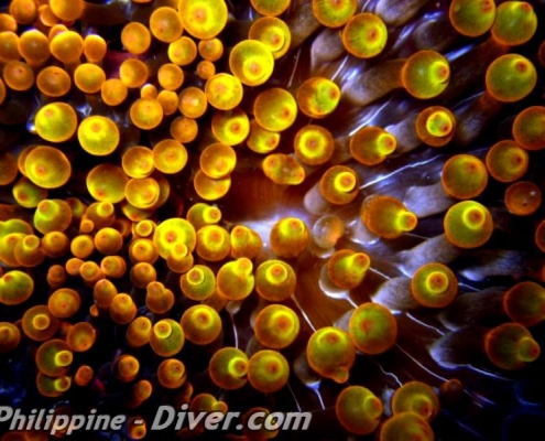 bubble-anemone-philippines