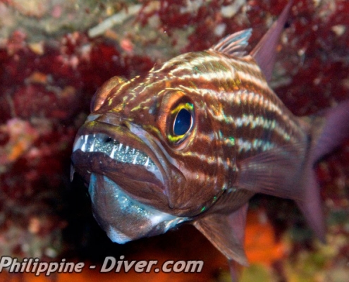 cardinalfish-puerto-galera