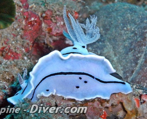 rare-nudibranch-dumaguete