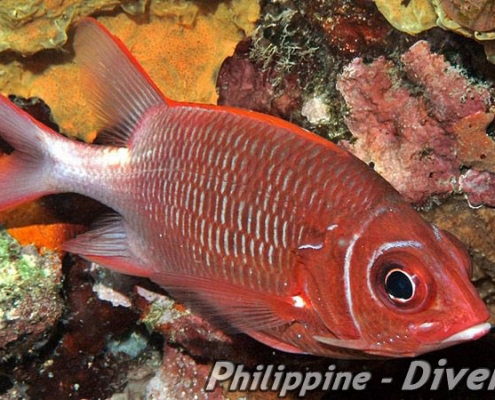 soldierfish-philippines