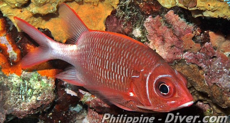soldierfish-philippines