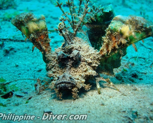spiney-devilfish