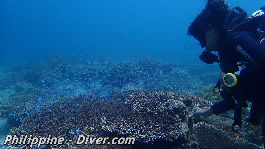 Diving in Apo Island - Dive Site - Largahan