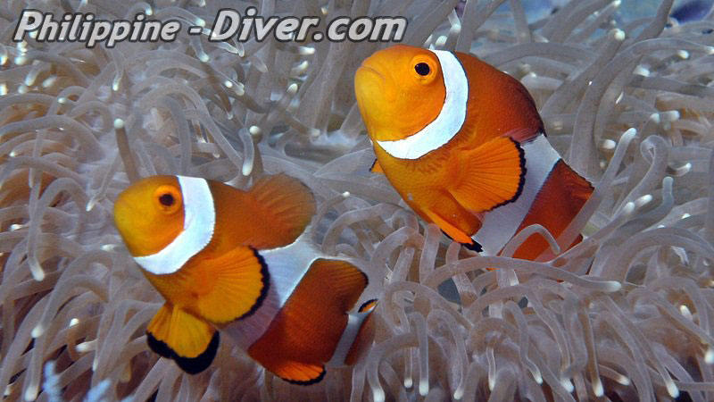 Diving in Bohol clownfish-philippines