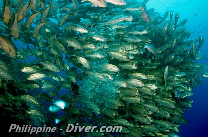 balicasag-island-jackfish