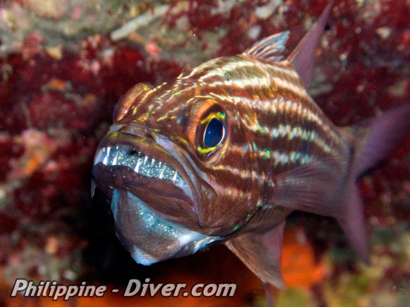 cardinalfish-puerto-galera