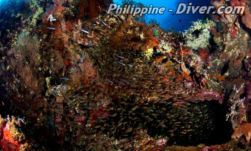 colorful-reef-philippines