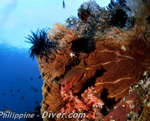 coral-fan-philippines
