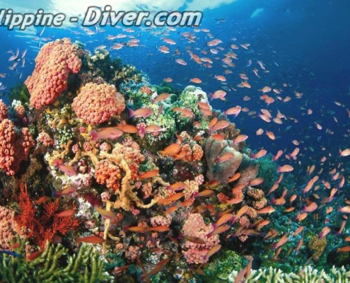 tubbataha-reef-corals-philippines