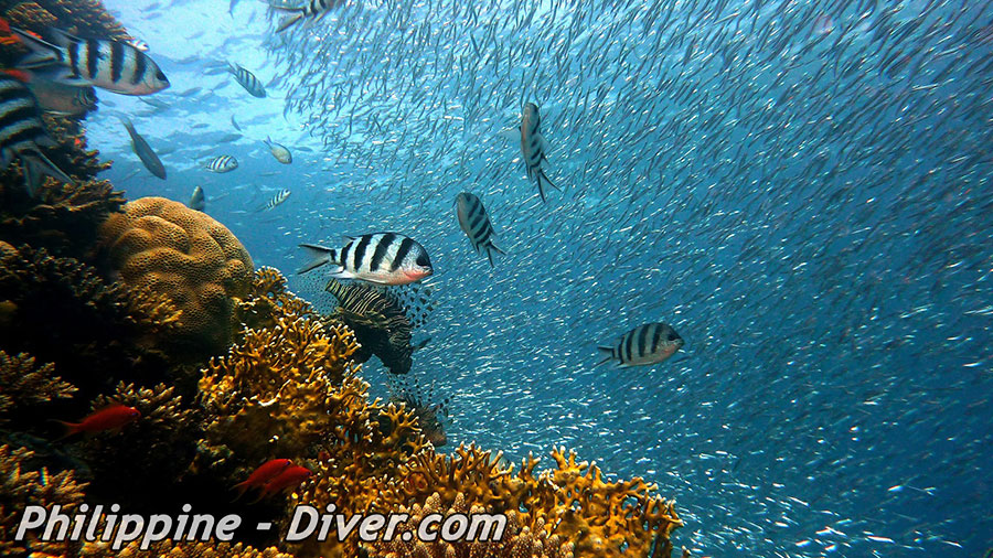 Diving in Siquijor