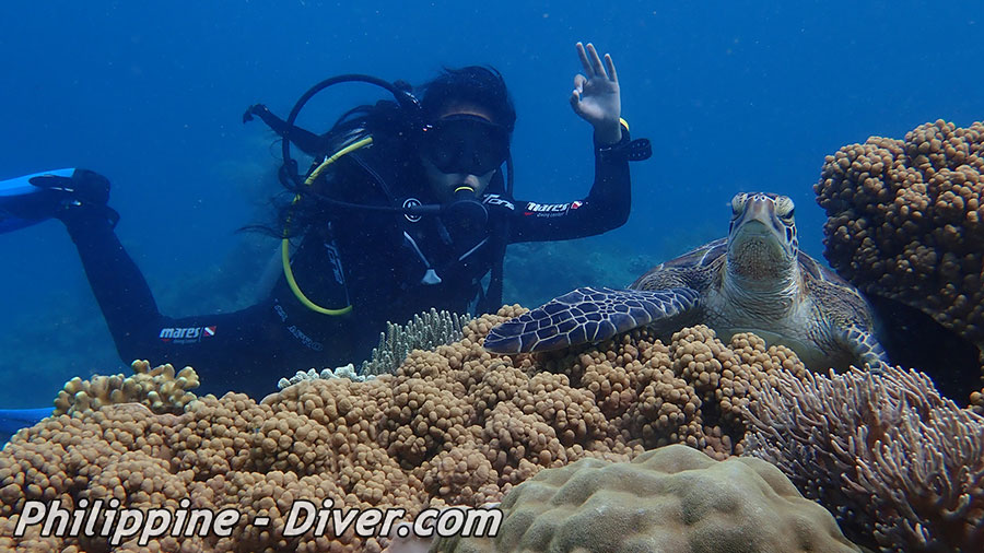 Diving in Apo Island - Dive Site - Chapel Point