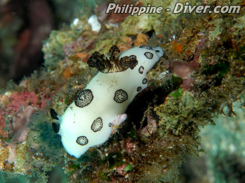 Diving in Apo Island - Dive Site - Coconut Point