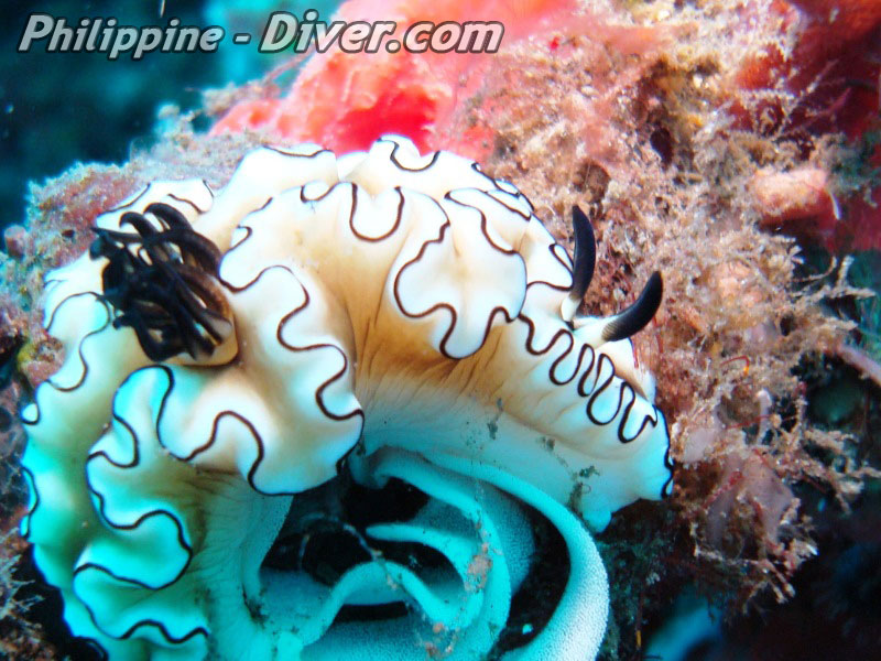 Diving in Apo Island - Dive Site - Cogon Point